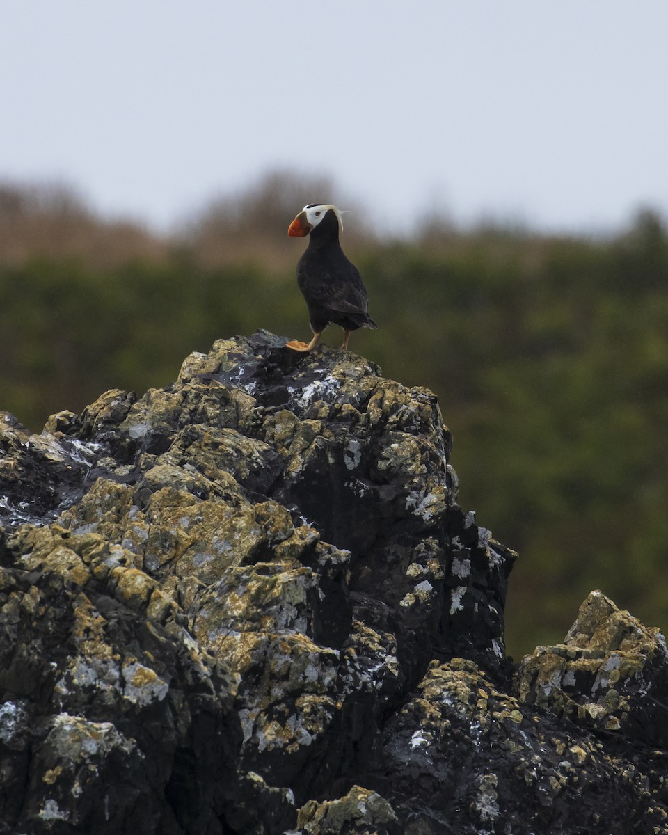 Tufted Puffin - ML619429666
