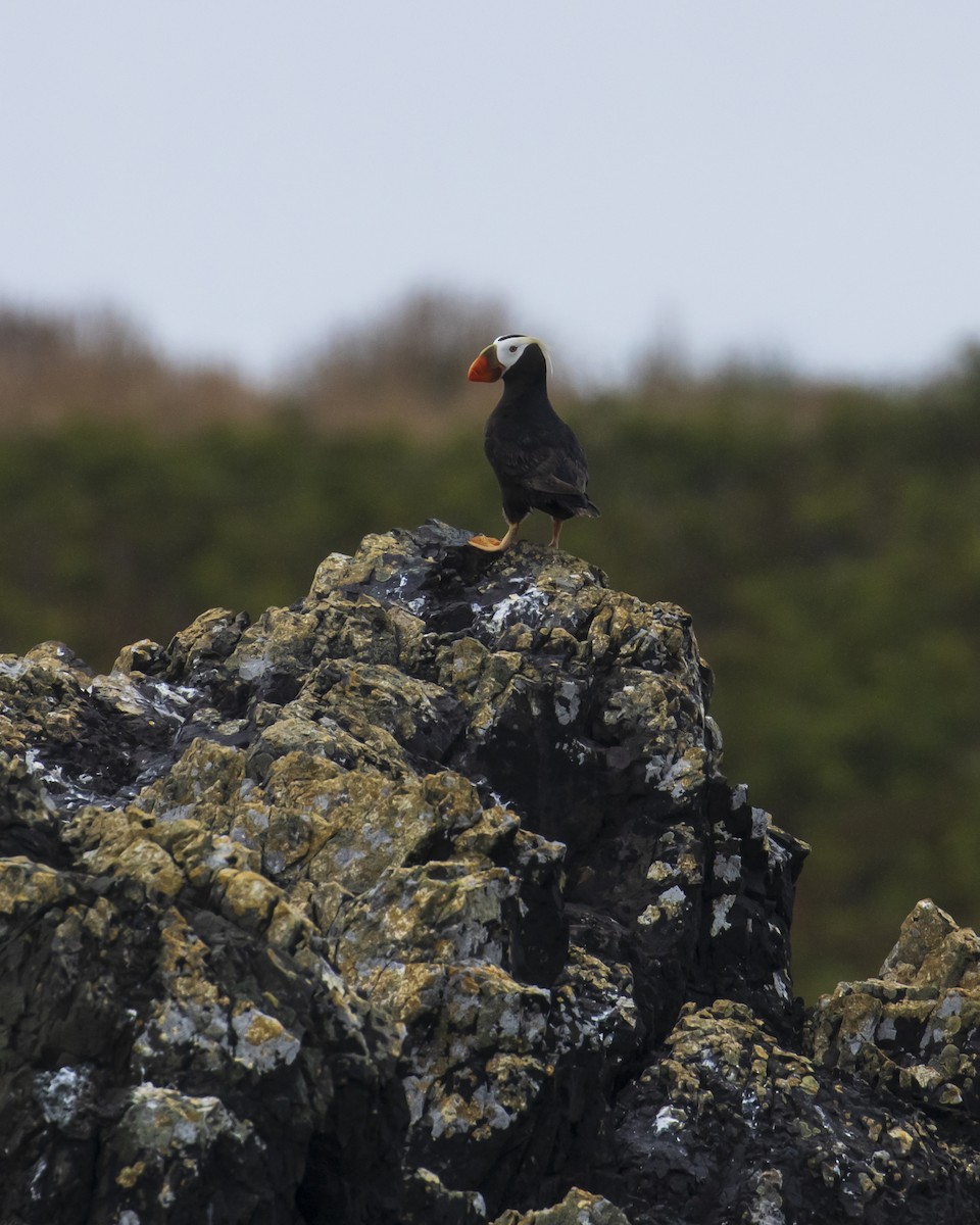 Tufted Puffin - ML619429667