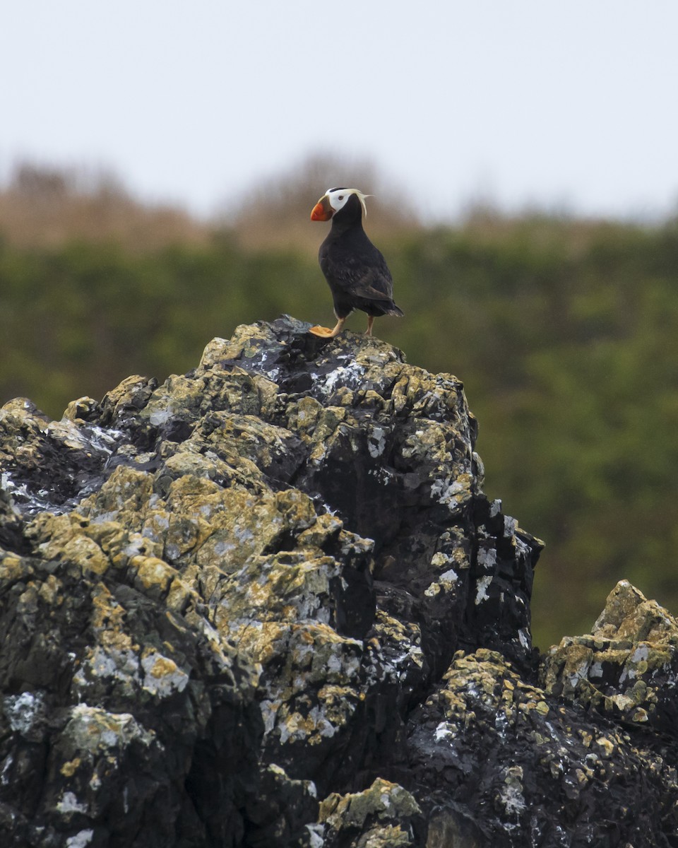 Tufted Puffin - ML619429668