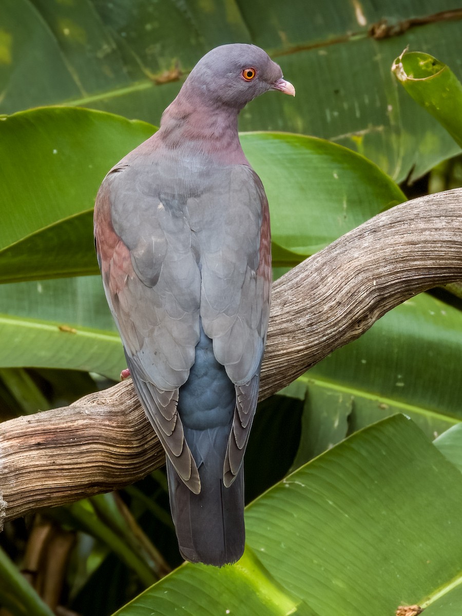 Pigeon à bec rouge - ML619429670
