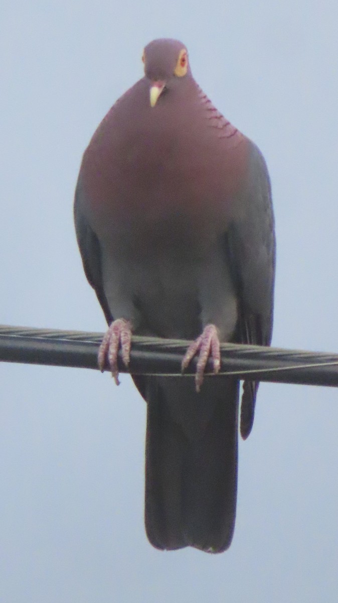 Pigeon à cou rouge - ML619429682