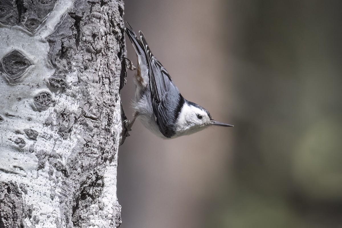 White-breasted Nuthatch - ML619429683