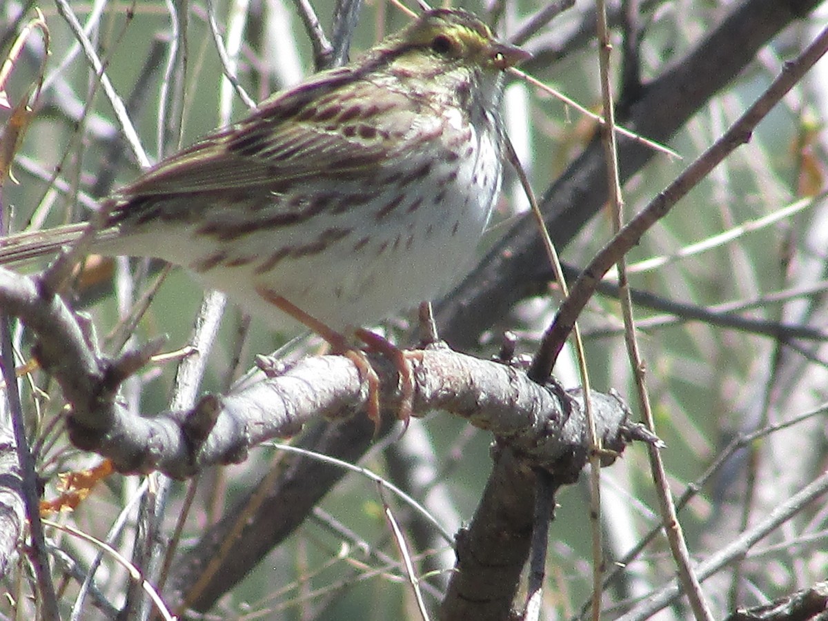 Savannah Sparrow - ML619429686