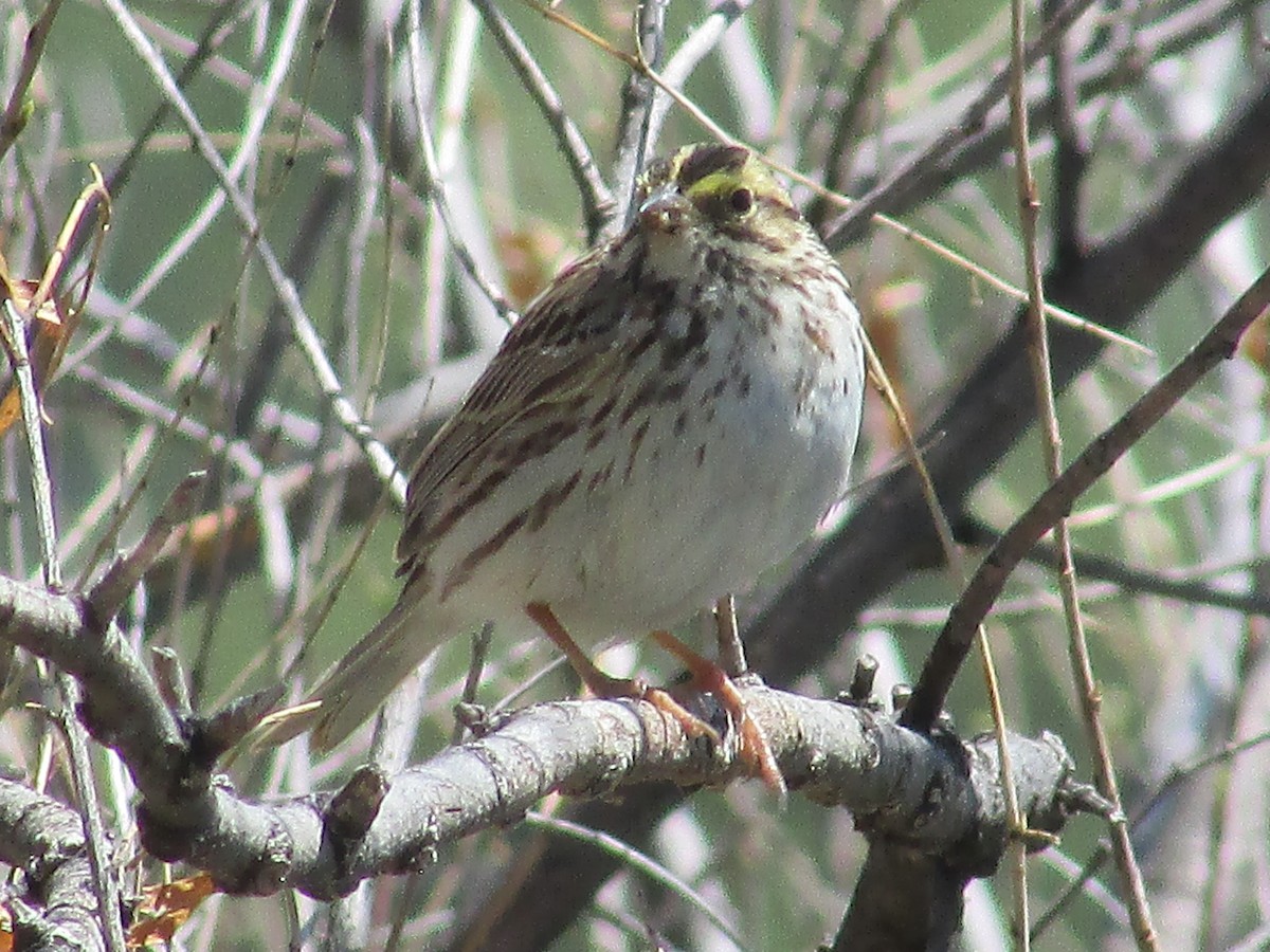 Savannah Sparrow - ML619429687