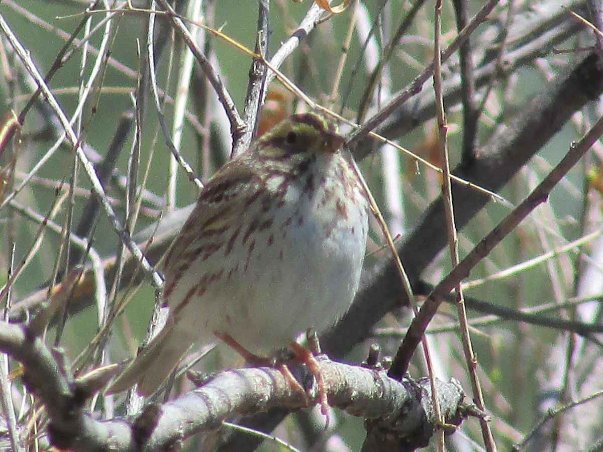 Savannah Sparrow - ML619429689