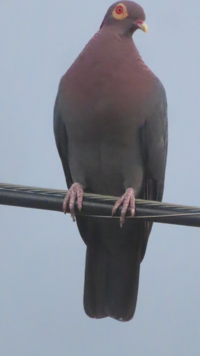 Pigeon à cou rouge - ML619429716