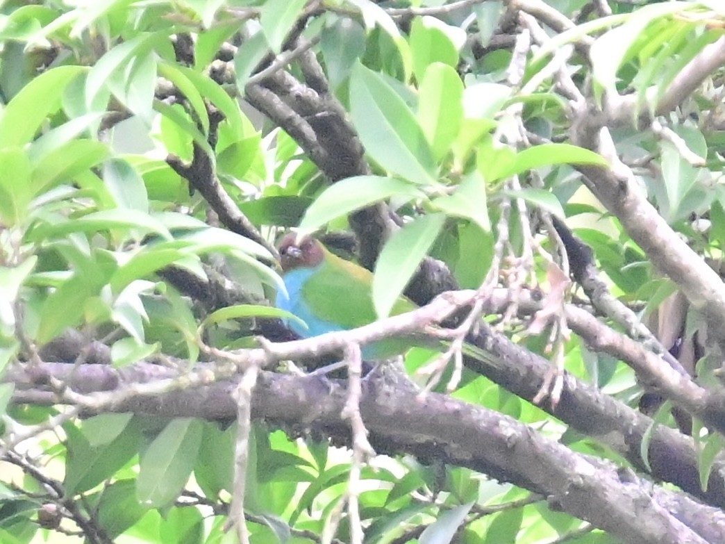 Bay-headed Tanager - ML619429766
