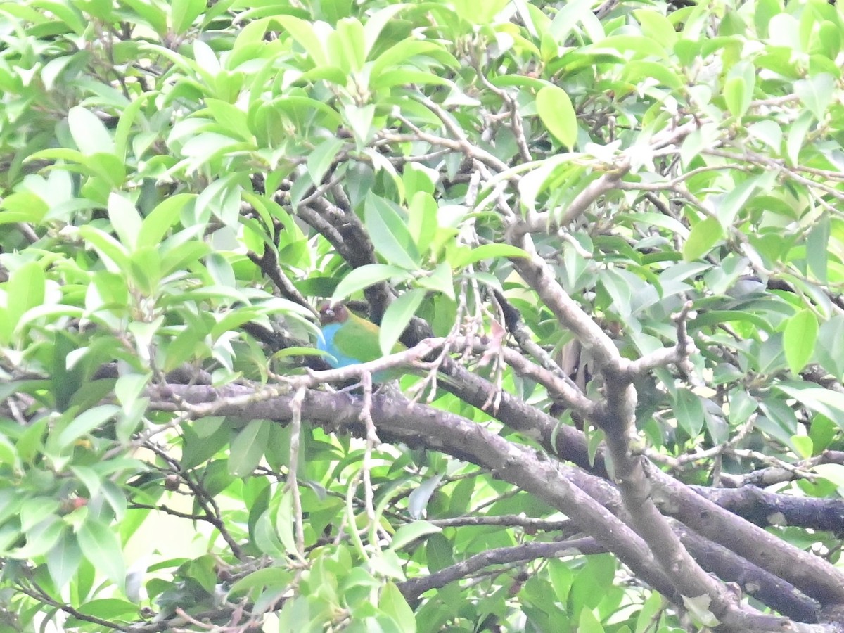 Bay-headed Tanager - ML619429767