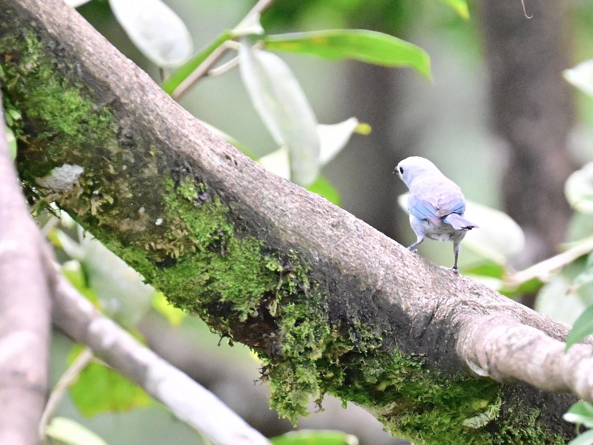 Blue-gray Tanager - ML619429769