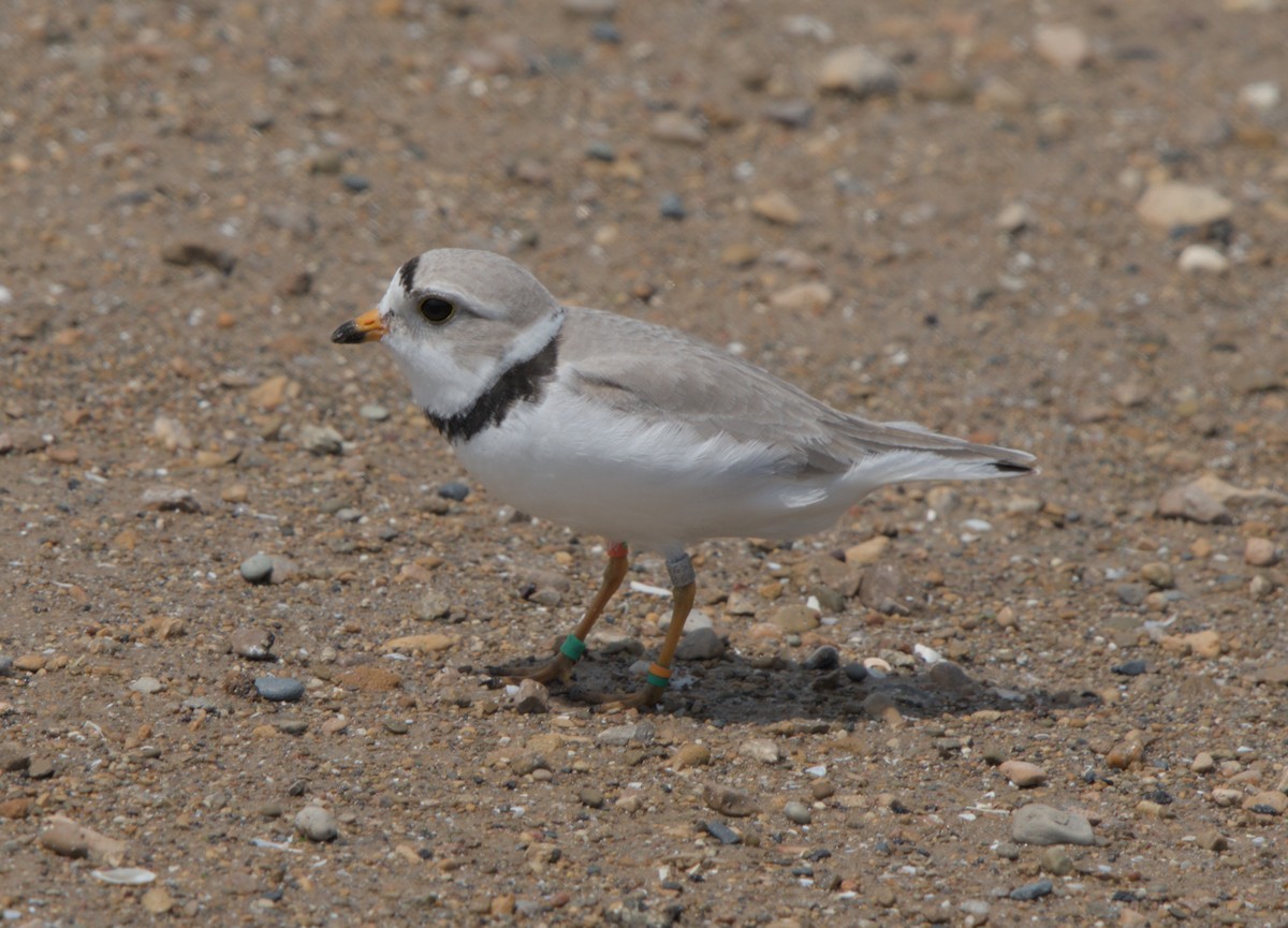 Piping Plover - ML619429784