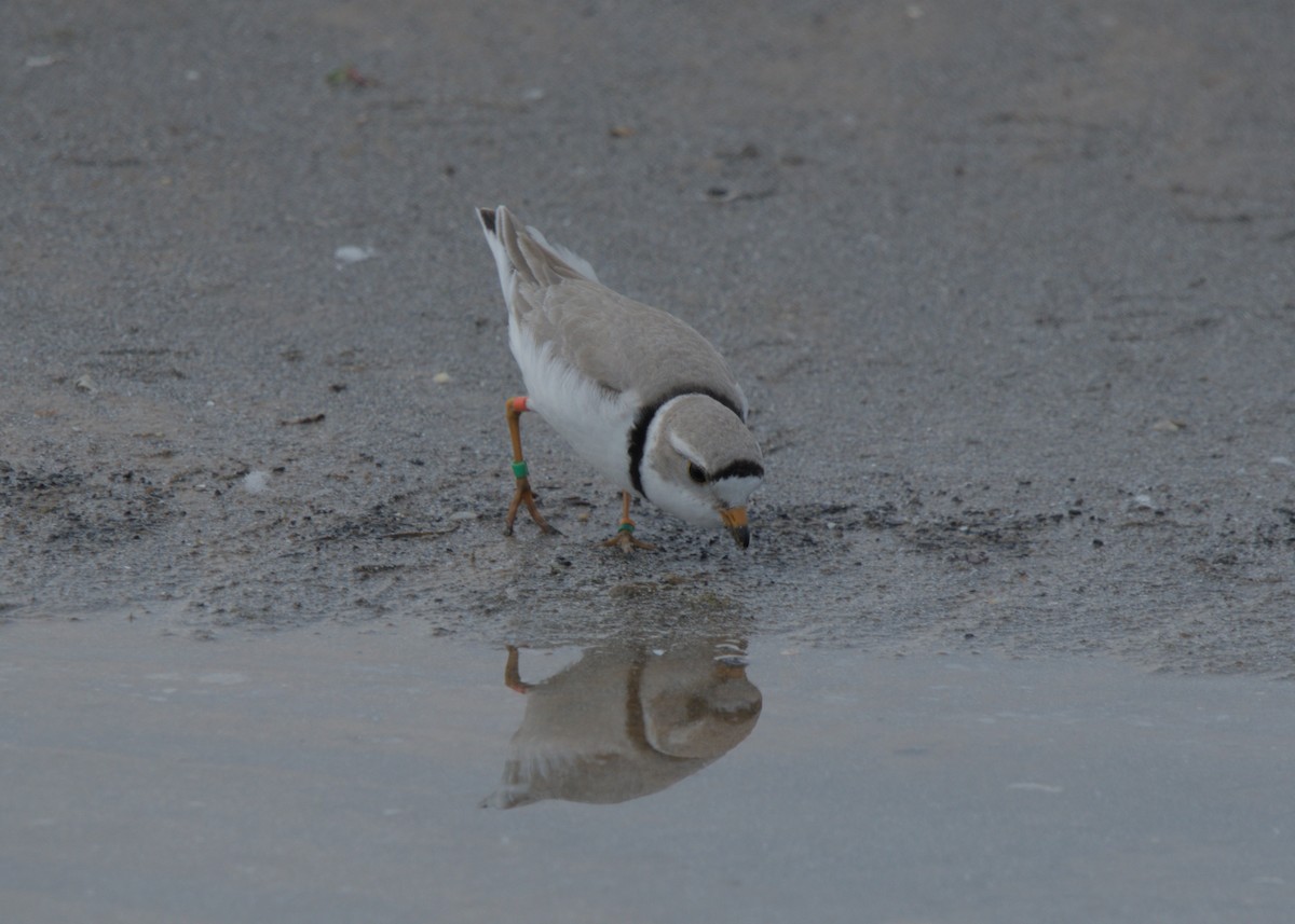 Piping Plover - ML619429785