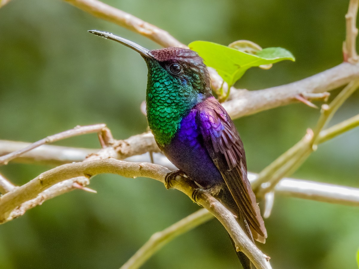 kolibřík vidloocasý - ML619429839