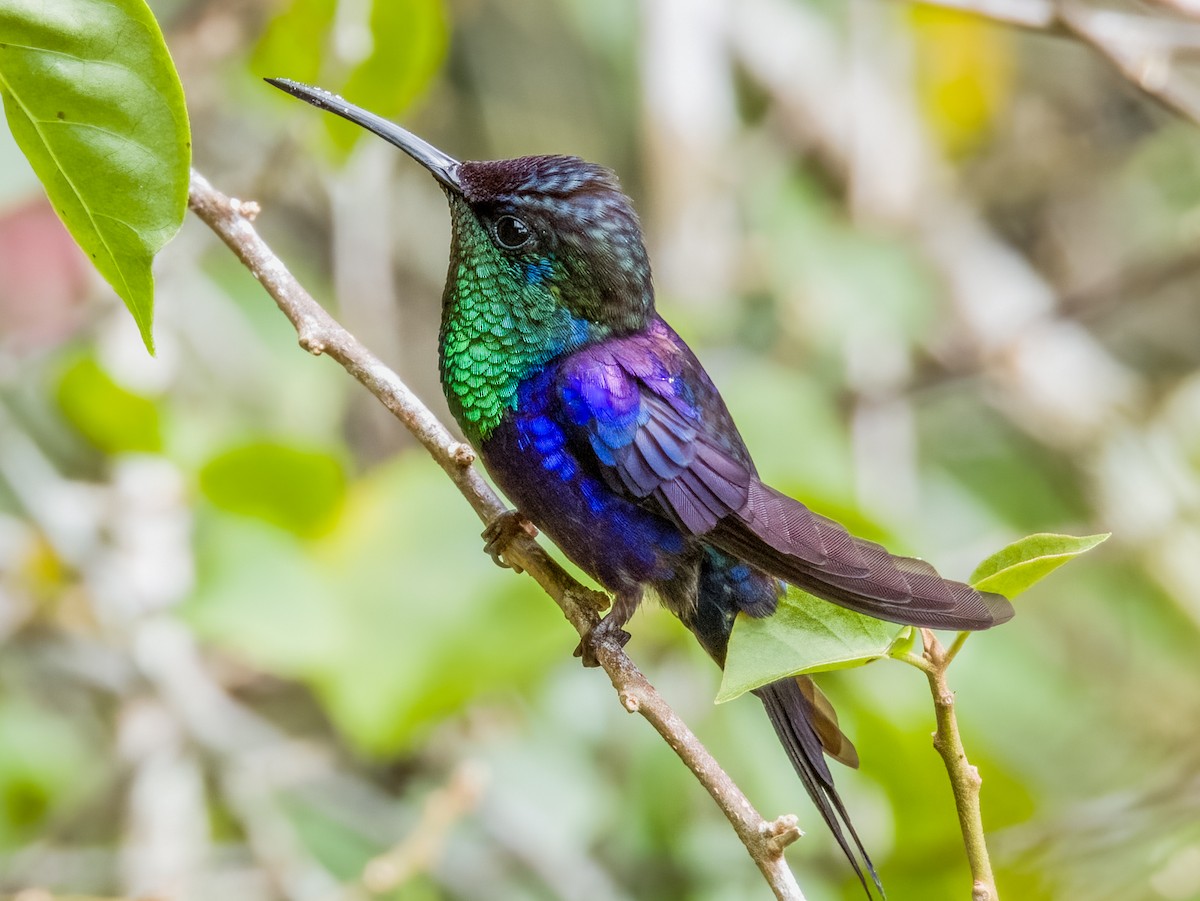 kolibřík vidloocasý - ML619429841