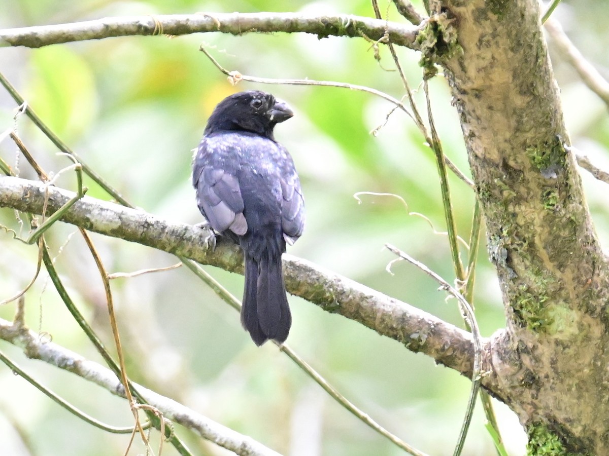 Variable Seedeater - ML619429878