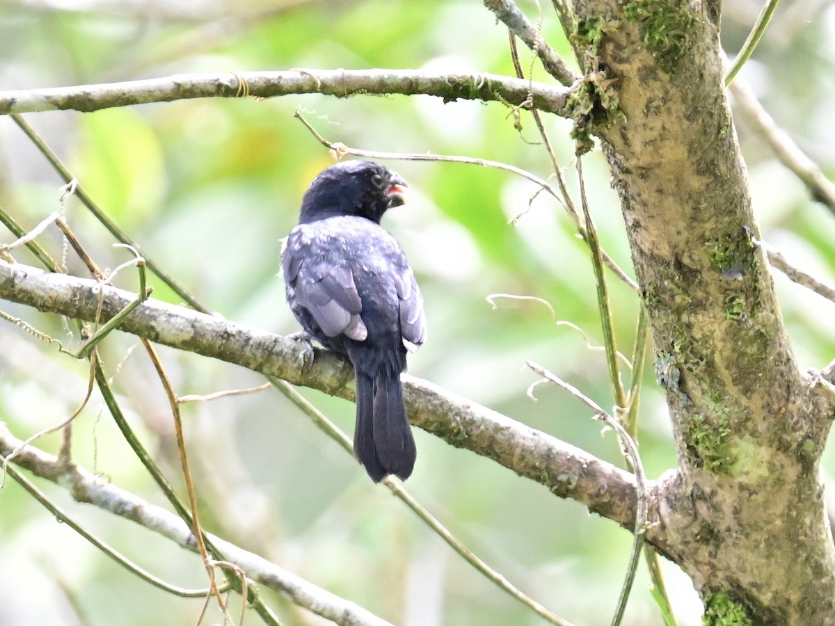 Variable Seedeater - ML619429879