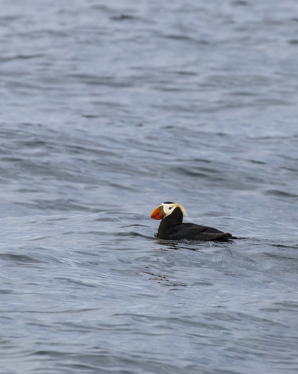 Tufted Puffin - ML619429922