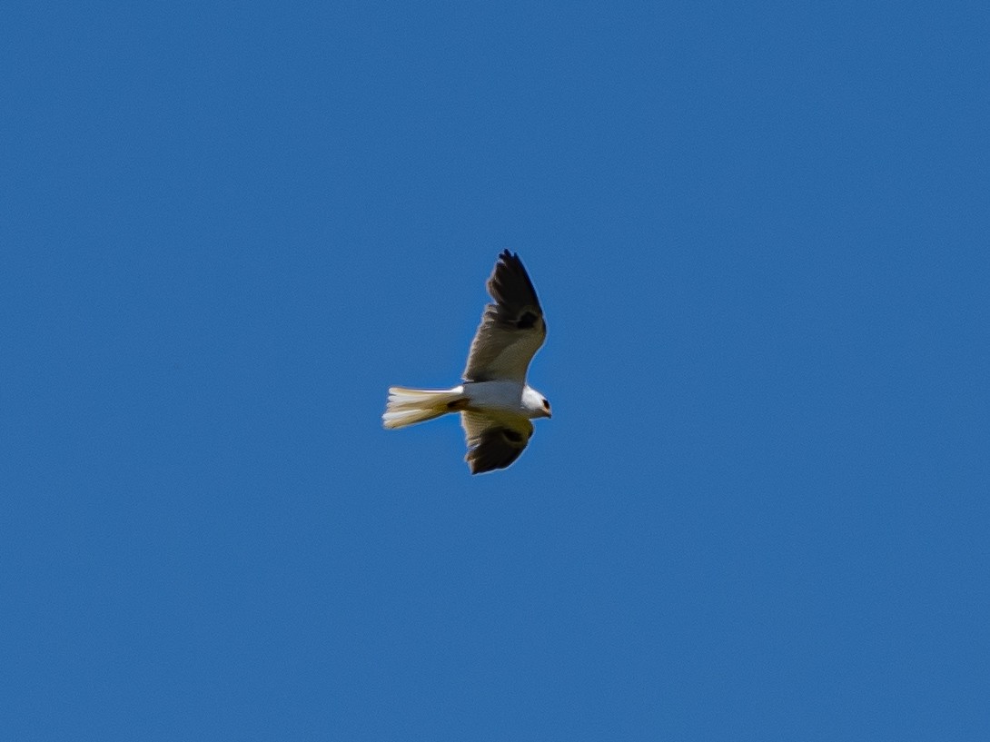 White-tailed Kite - ML619429936