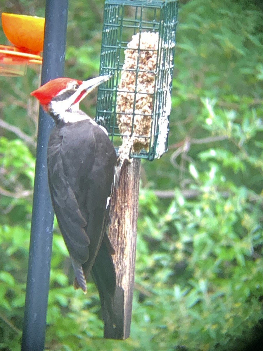 Pileated Woodpecker - ML619429940
