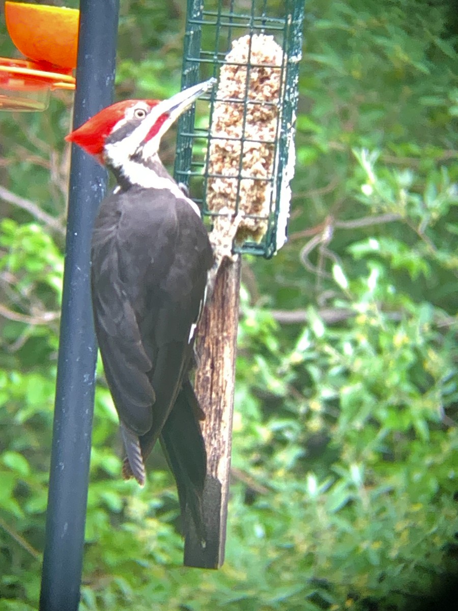 Pileated Woodpecker - ML619429941