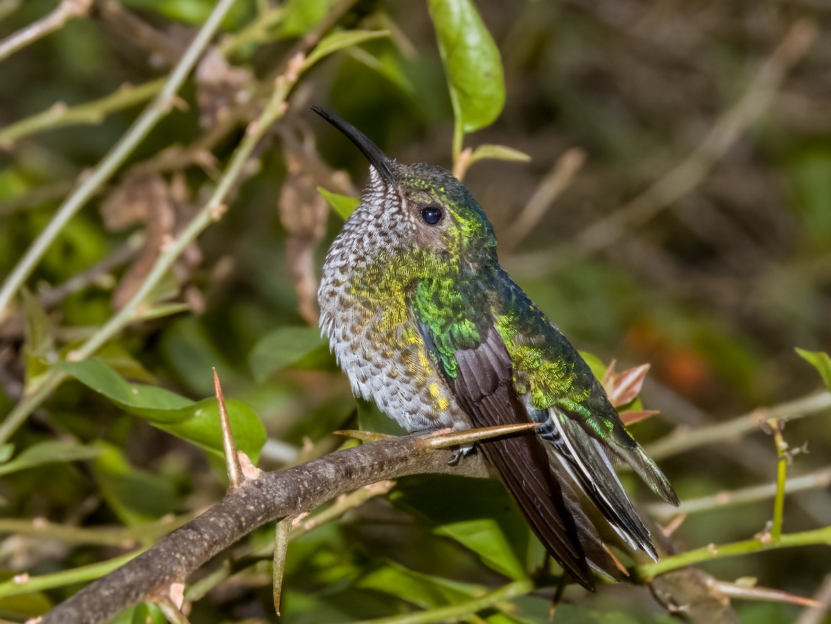 kolibřík bělokrký - ML619429952