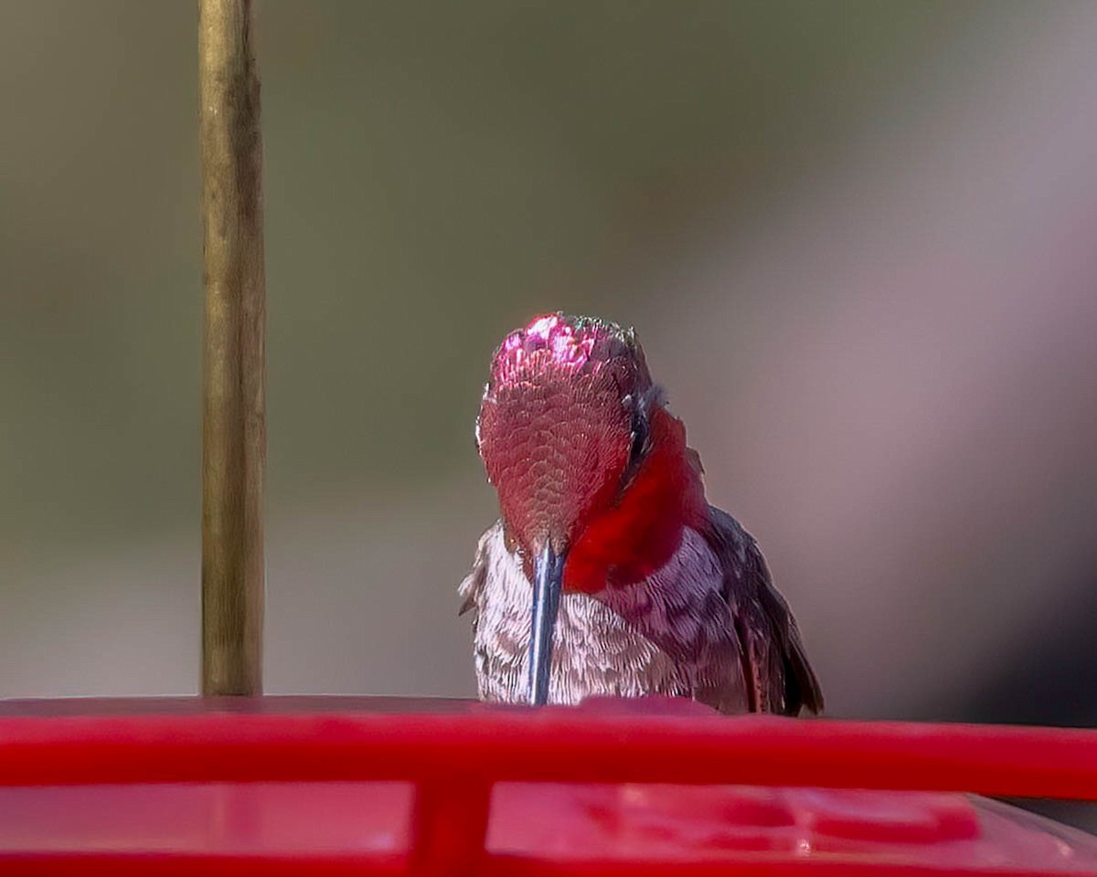 Anna's Hummingbird - ML619429962