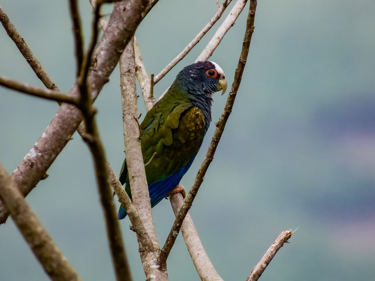 White-crowned Parrot - ML619429963