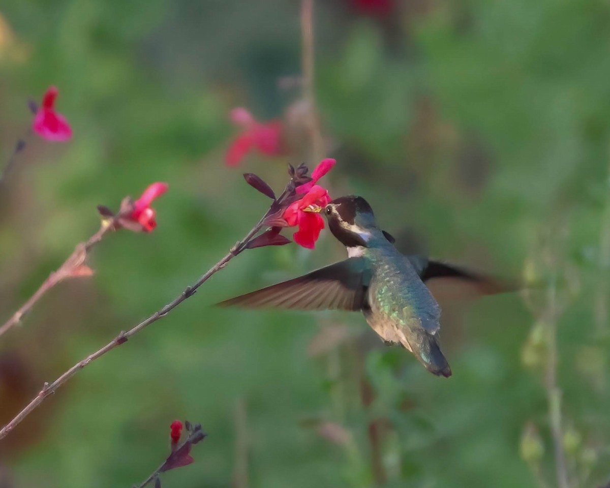 Costa's Hummingbird - ML619429968
