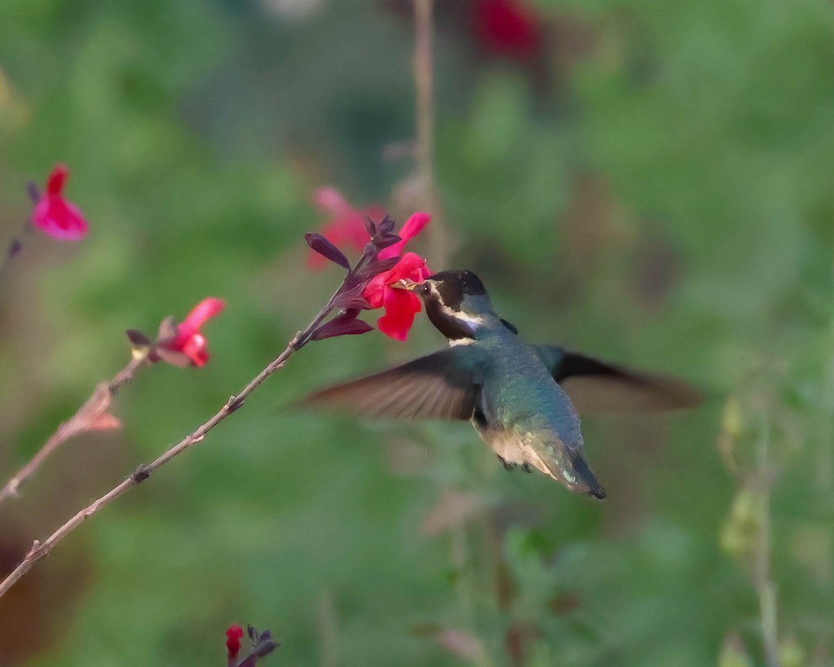 Costa's Hummingbird - ML619429973