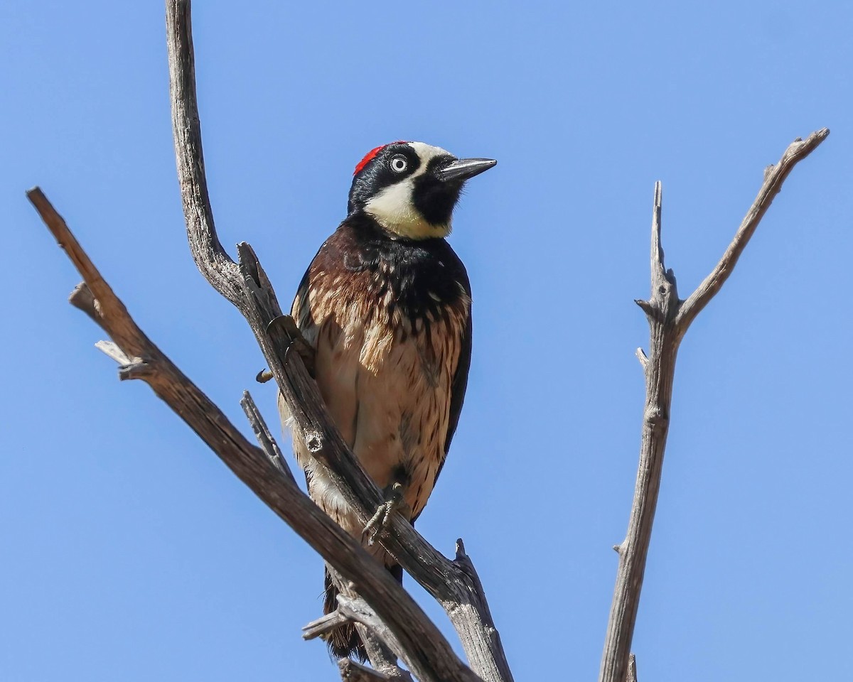 Acorn Woodpecker - ML619429979