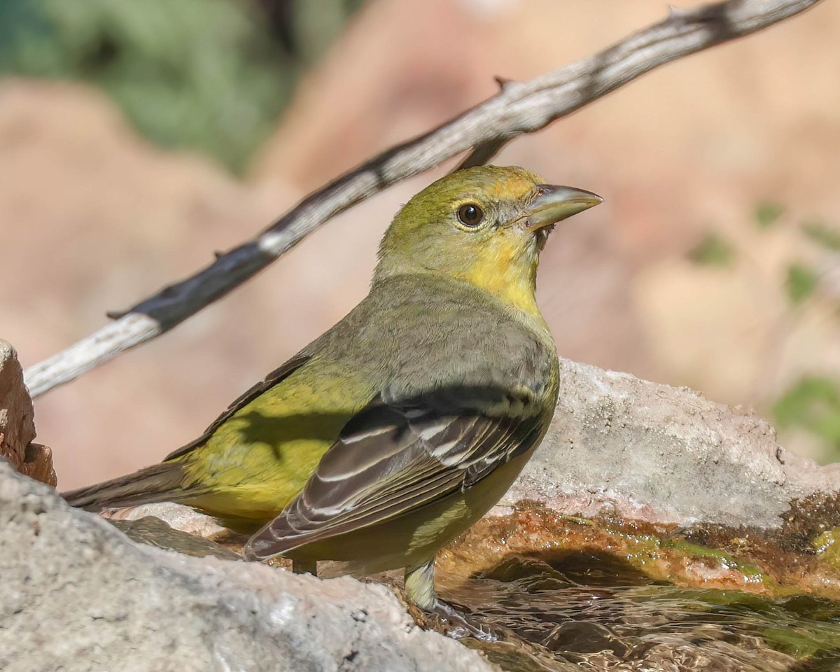 Western Tanager - ML619429997