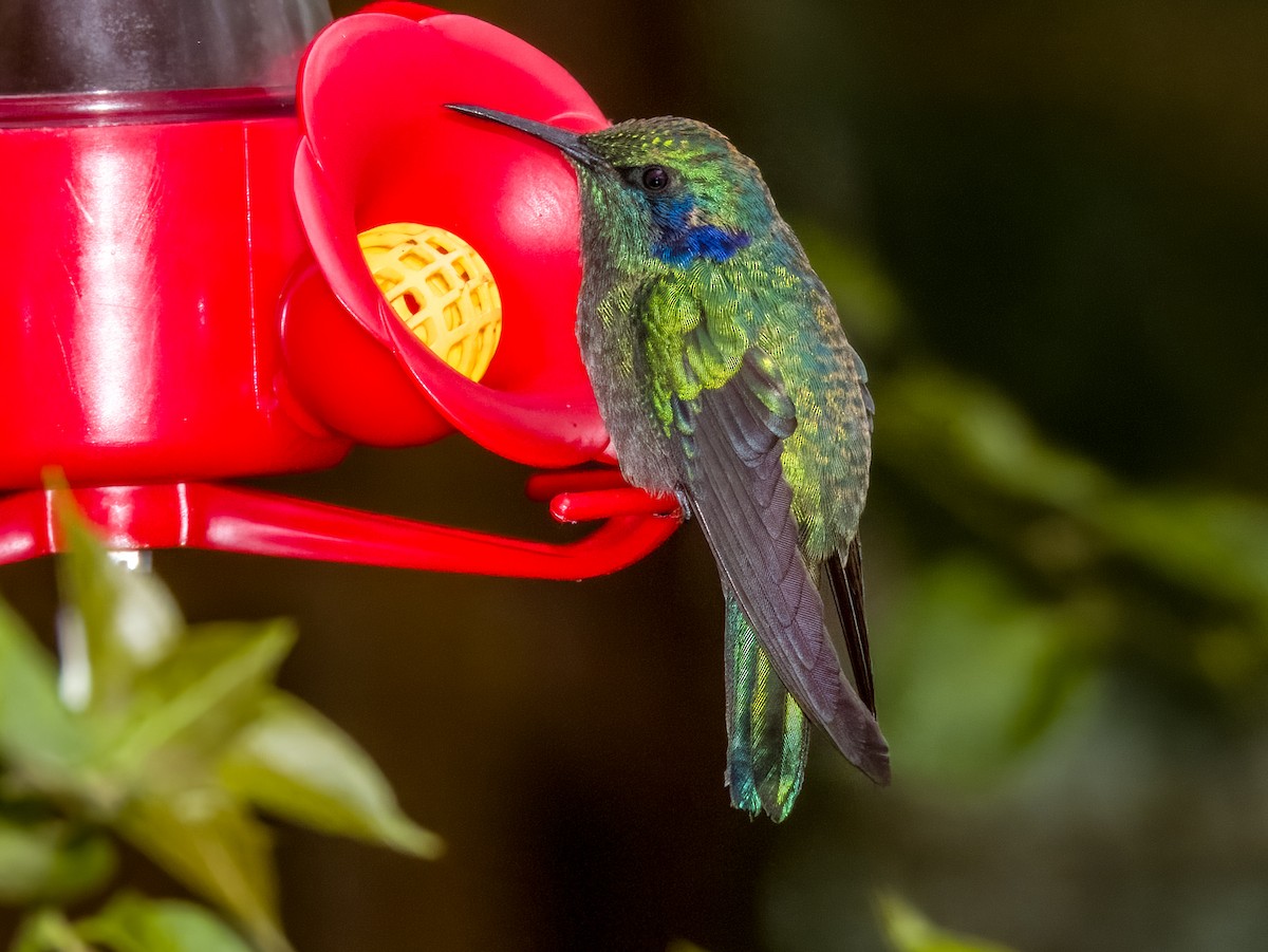 kolibřík modrouchý - ML619430005