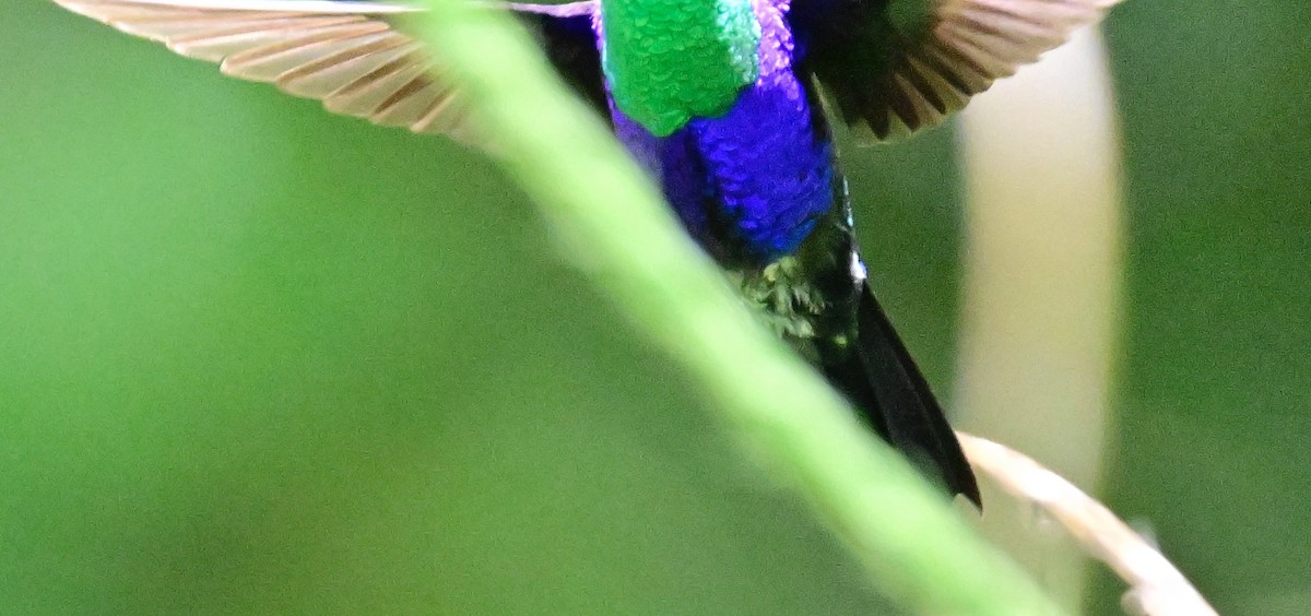 kolibřík vidloocasý - ML619430082