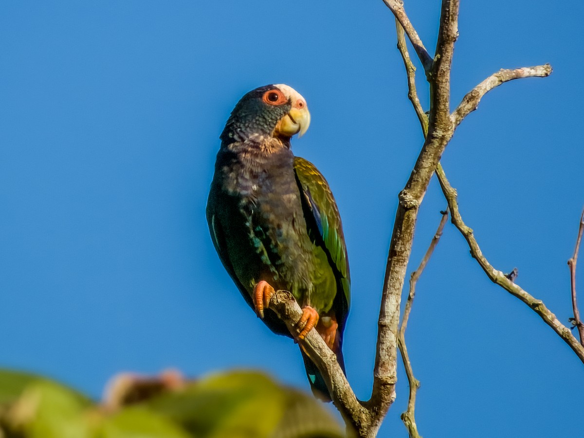 White-crowned Parrot - ML619430120