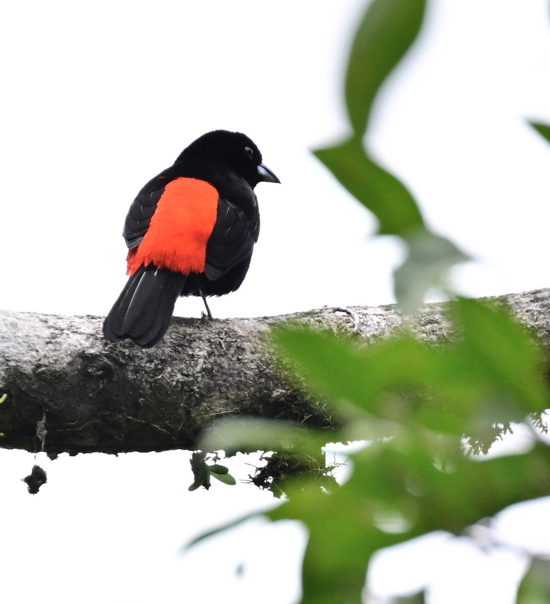 Scarlet-rumped Tanager - ML619430126