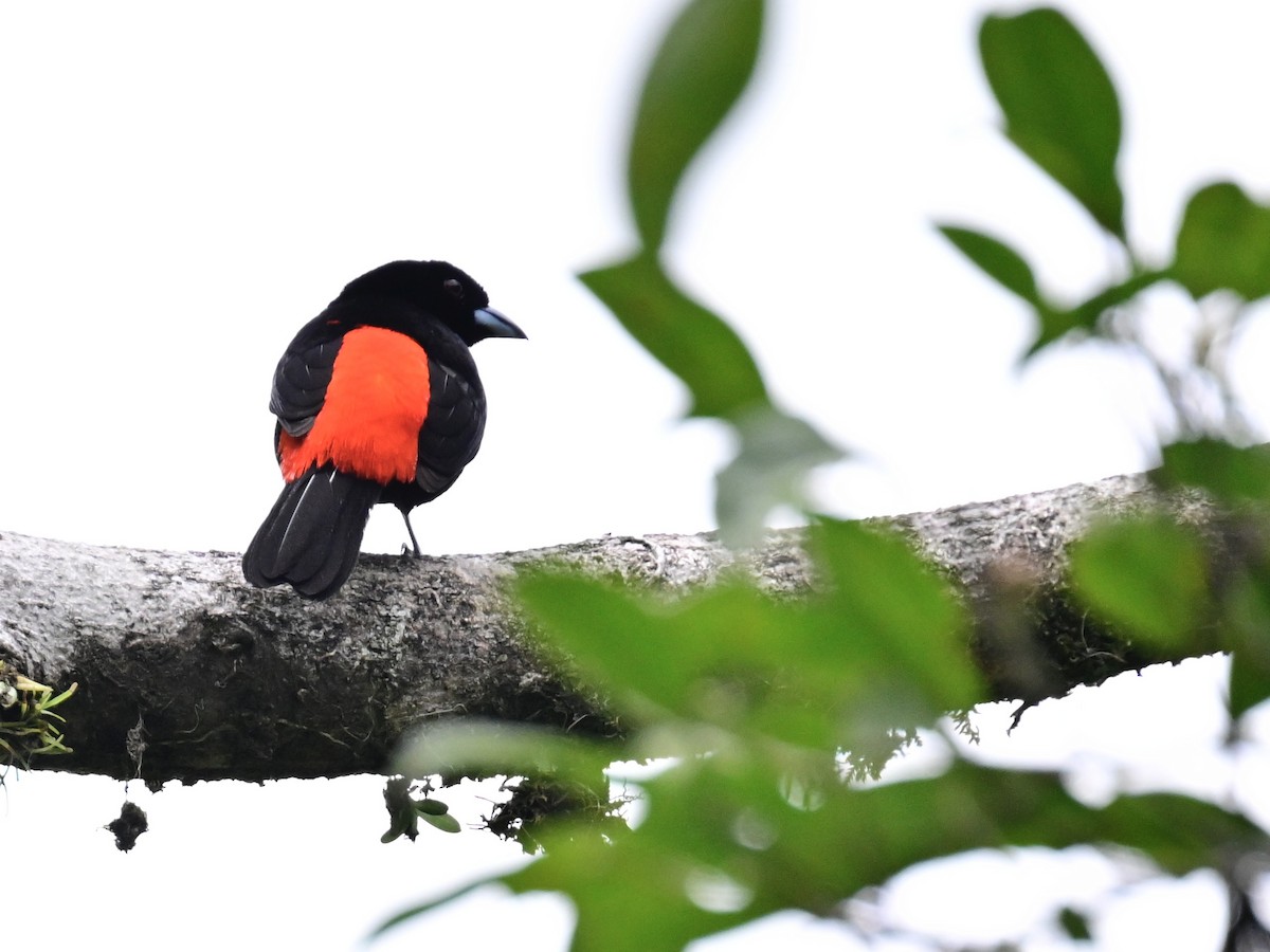Scarlet-rumped Tanager - ML619430127