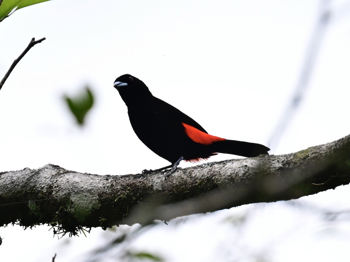 Scarlet-rumped Tanager - ML619430128