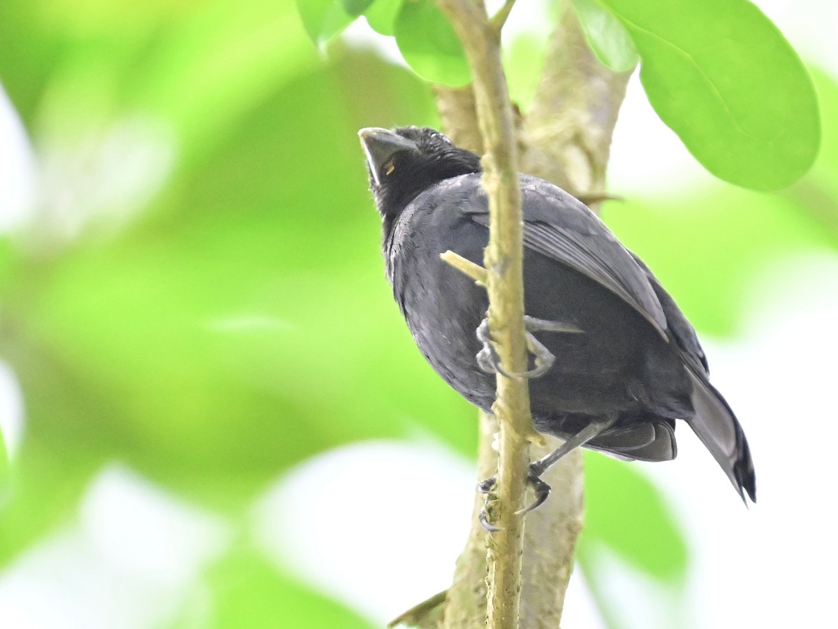 Variable Seedeater - ML619430142