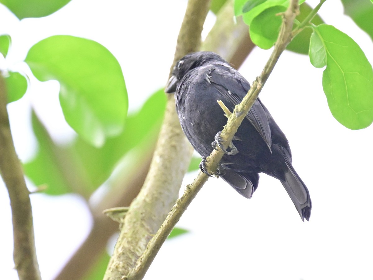 Variable Seedeater - ML619430143