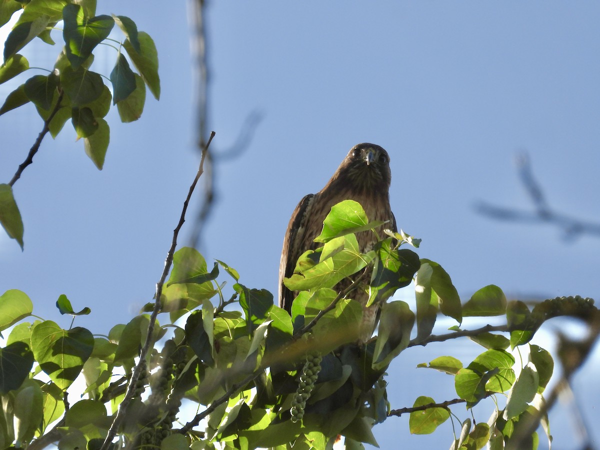 Red-tailed Hawk - ML619430175