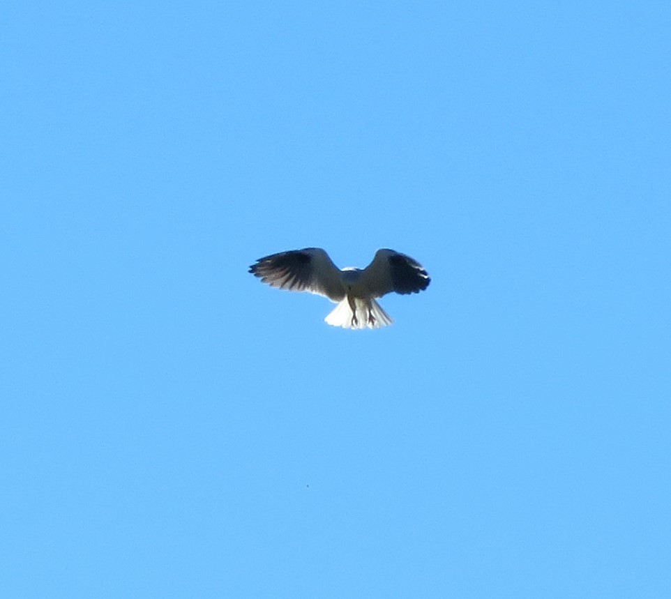 Black-shouldered Kite - ML619430231
