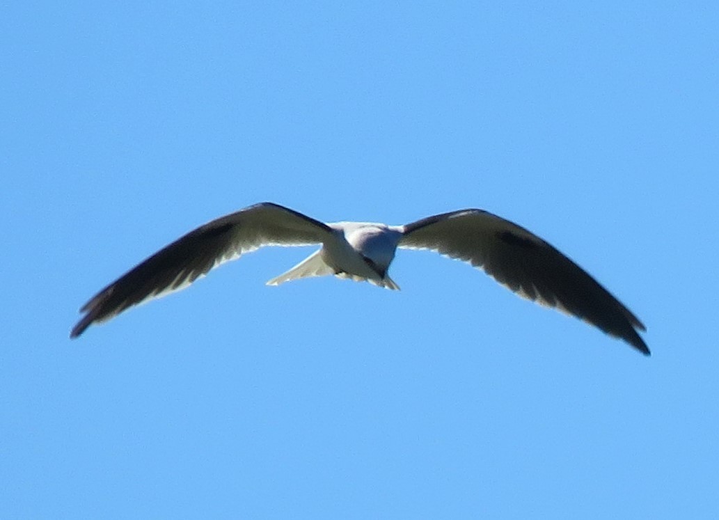 Black-shouldered Kite - ML619430241