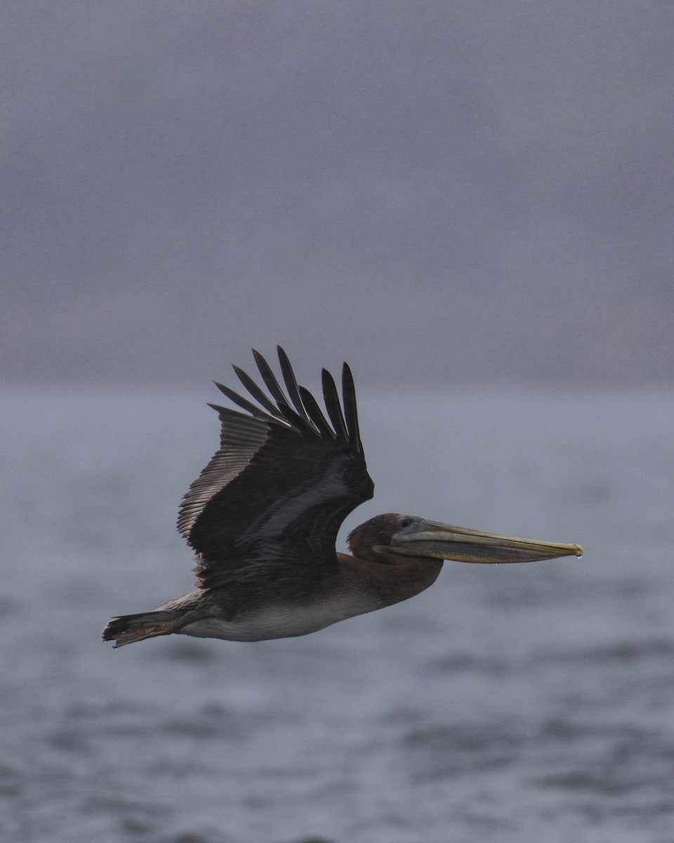 pelikán hnědý - ML619430270