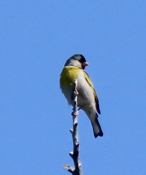 Lawrence's Goldfinch - ML619430293