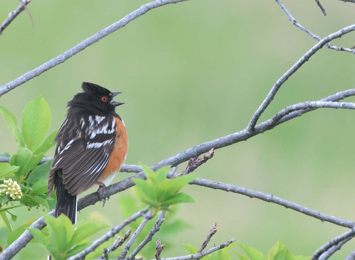 Spotted Towhee - ML619430296
