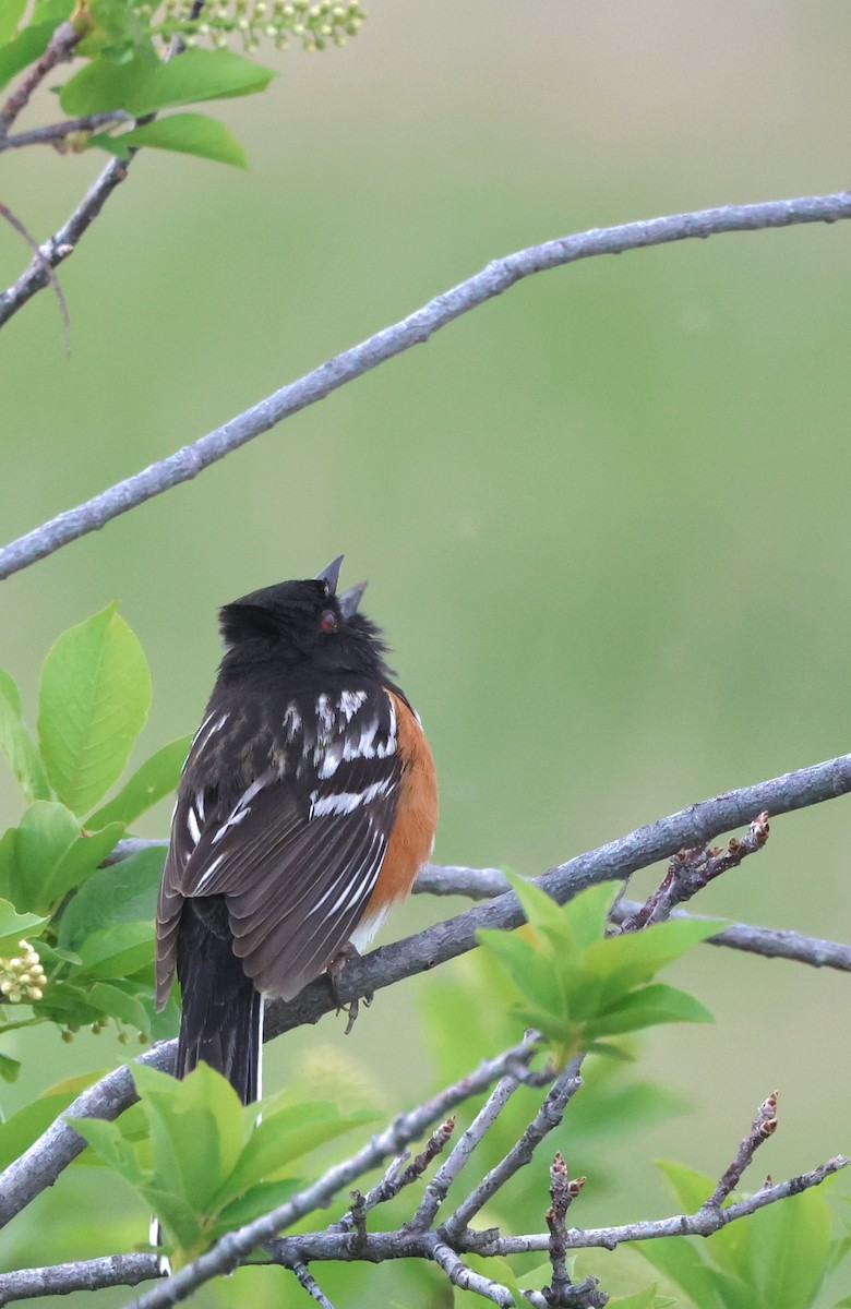 Spotted Towhee - ML619430302