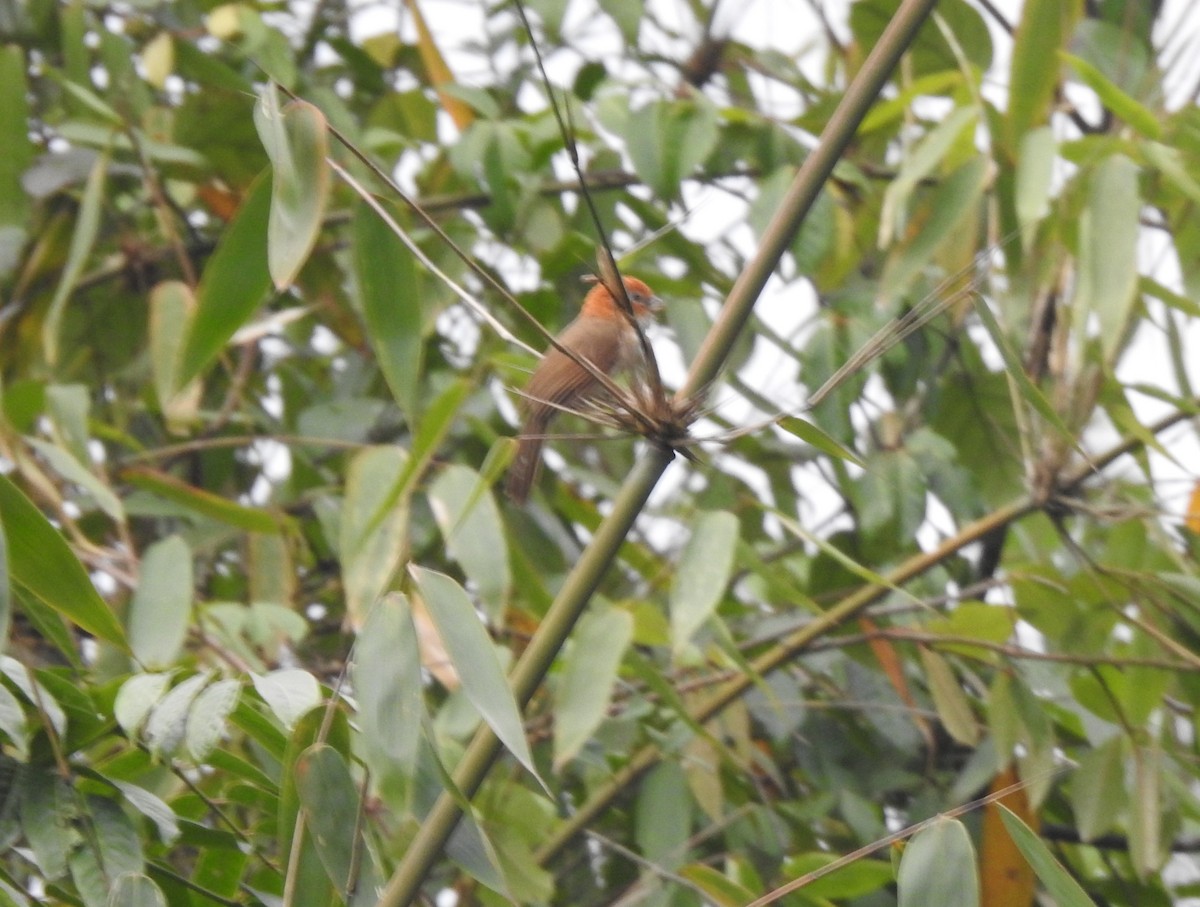 White-breasted Parrotbill - ML619430312
