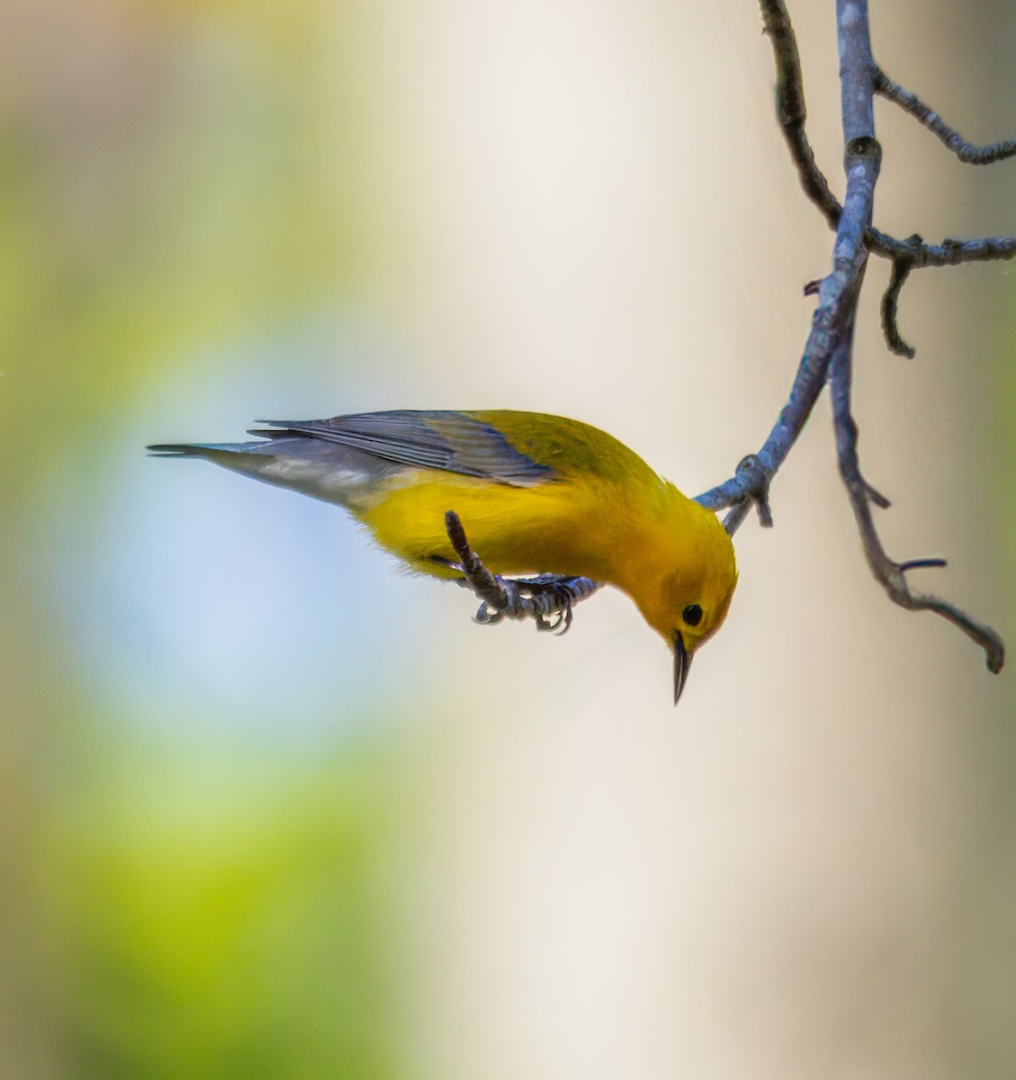 Prothonotary Warbler - ML619430362