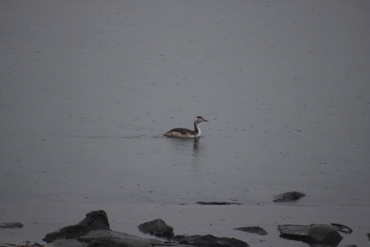 Great Crested Grebe - ML619430469