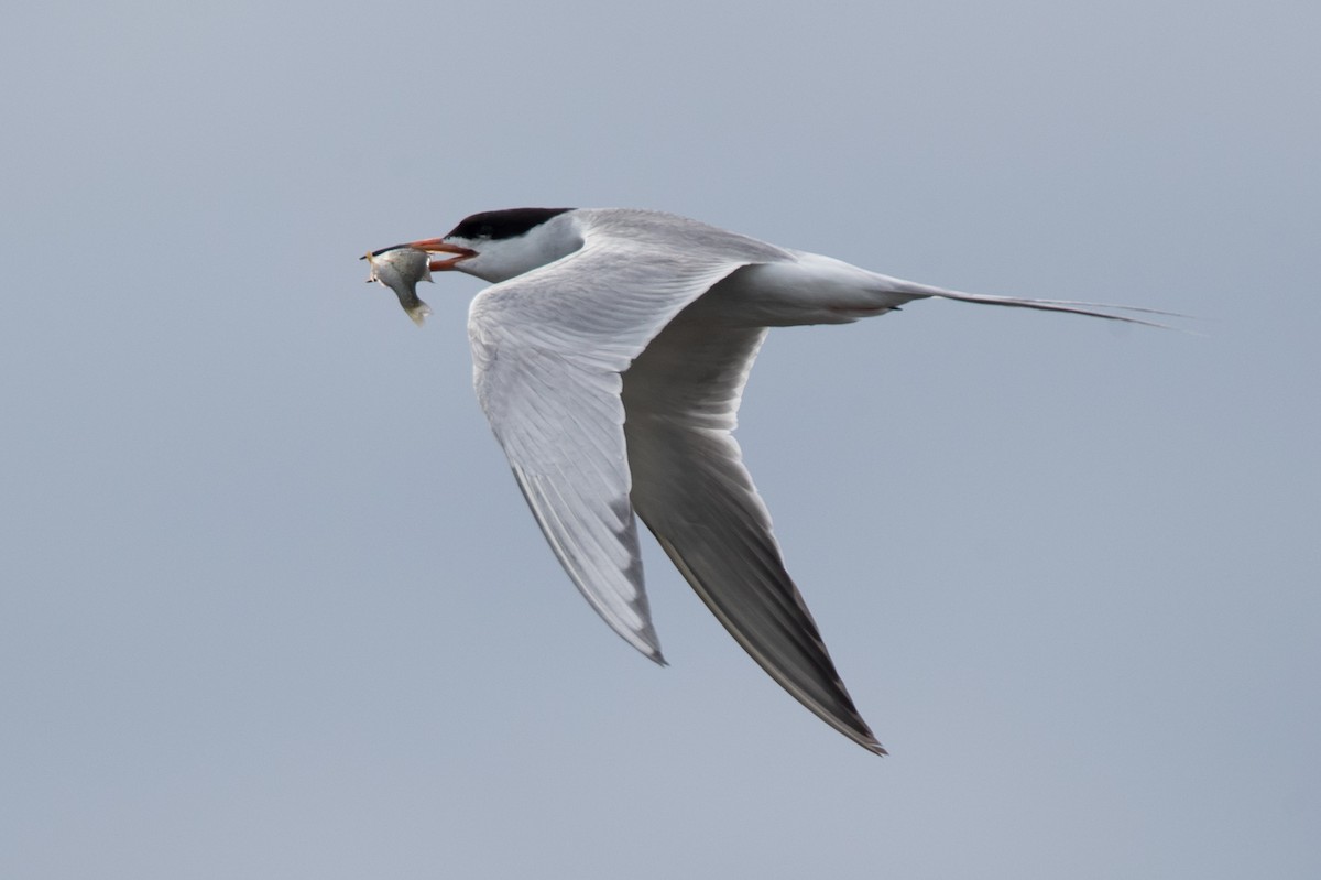 Common Tern - Brendan Klick