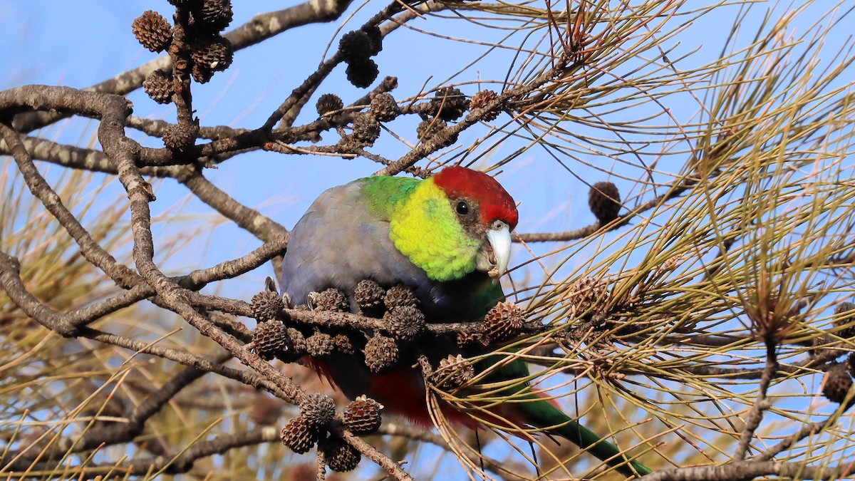 Red-capped Parrot - ML619430519